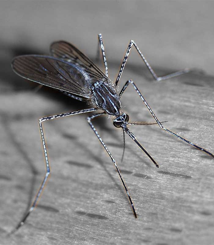 mosquito close up